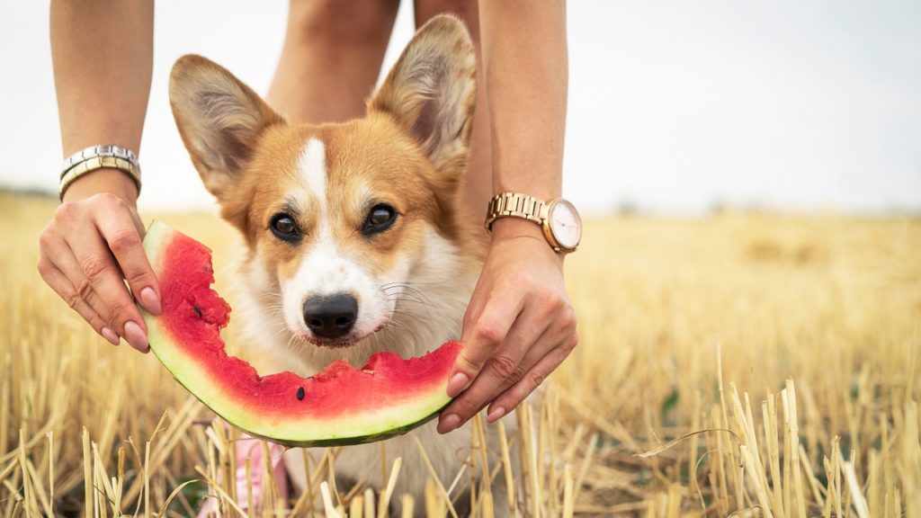 cachorro pode comer melancia