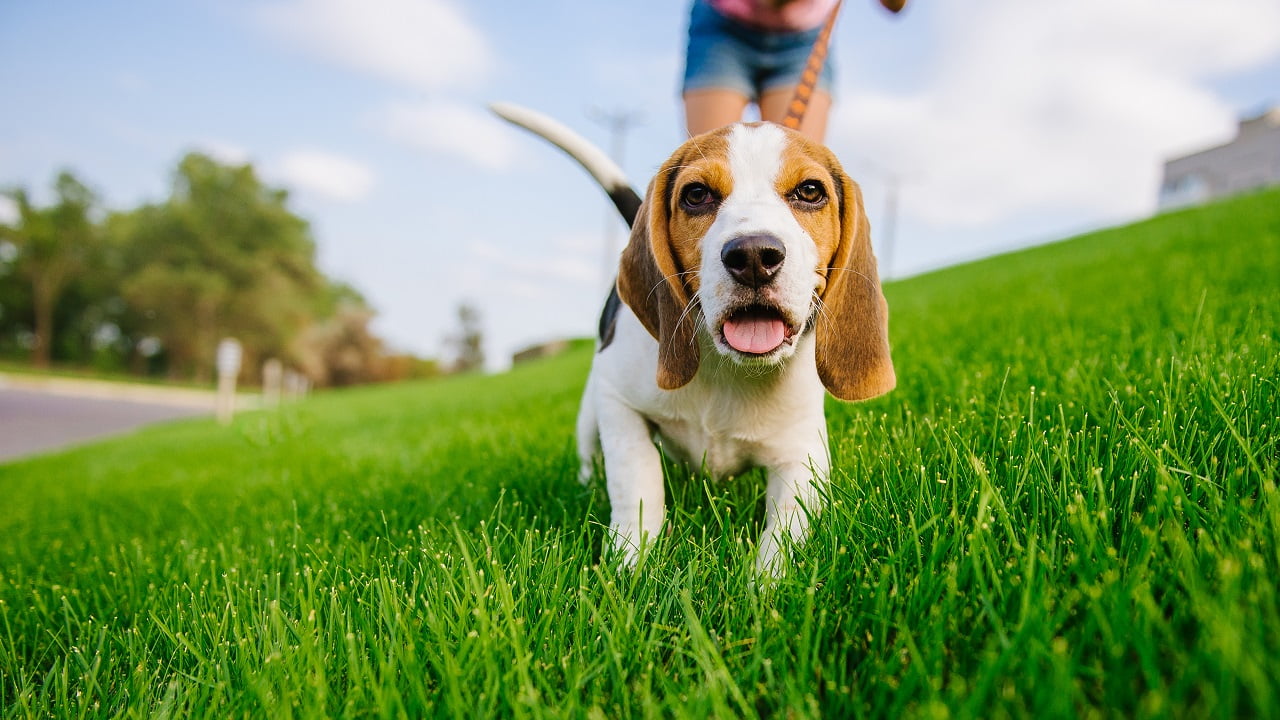 Cachorro cresce até que idade?