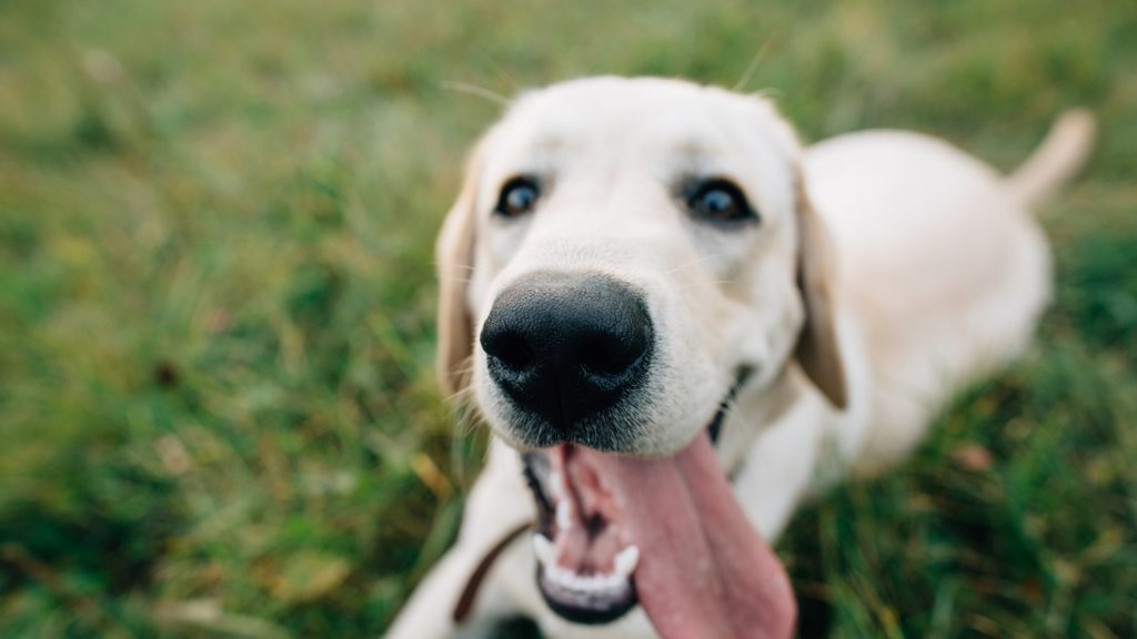 Como tirar mau hálito de cachorro?