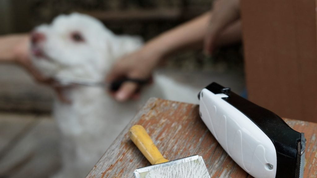 5 dicas para tirar nós de cachorro!