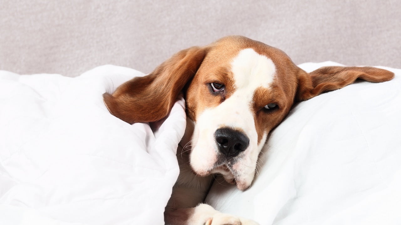 Cachorro com dor de barriga e gases: o que pode ser?