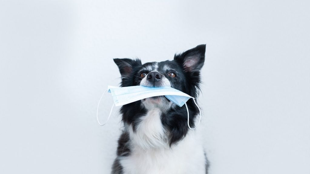 COVID-19: quais os cuidados com seu pet?