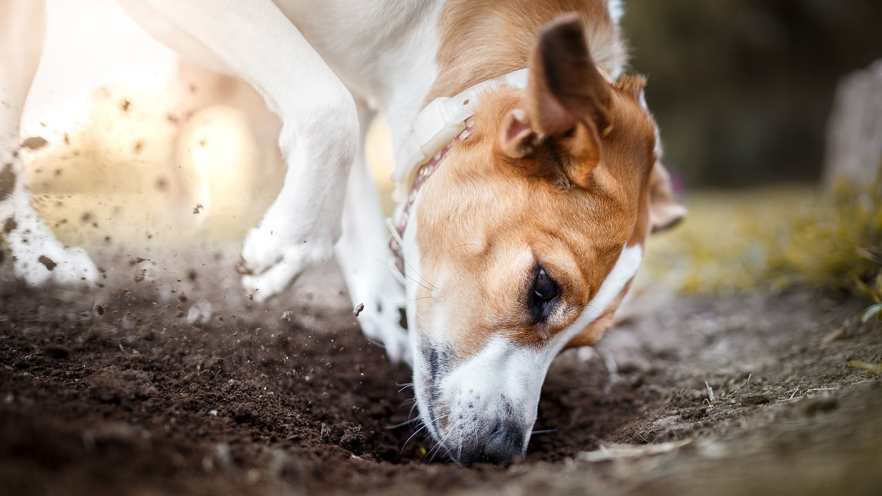 Cachorro cavando terra: como parar?