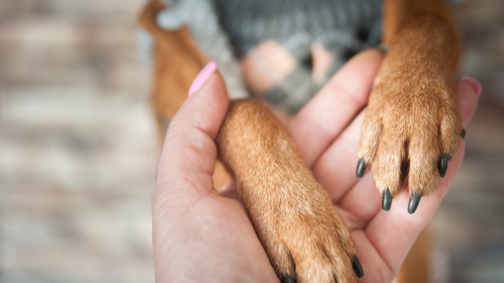 Por que meu cachorro lambe a pata até ferir?
