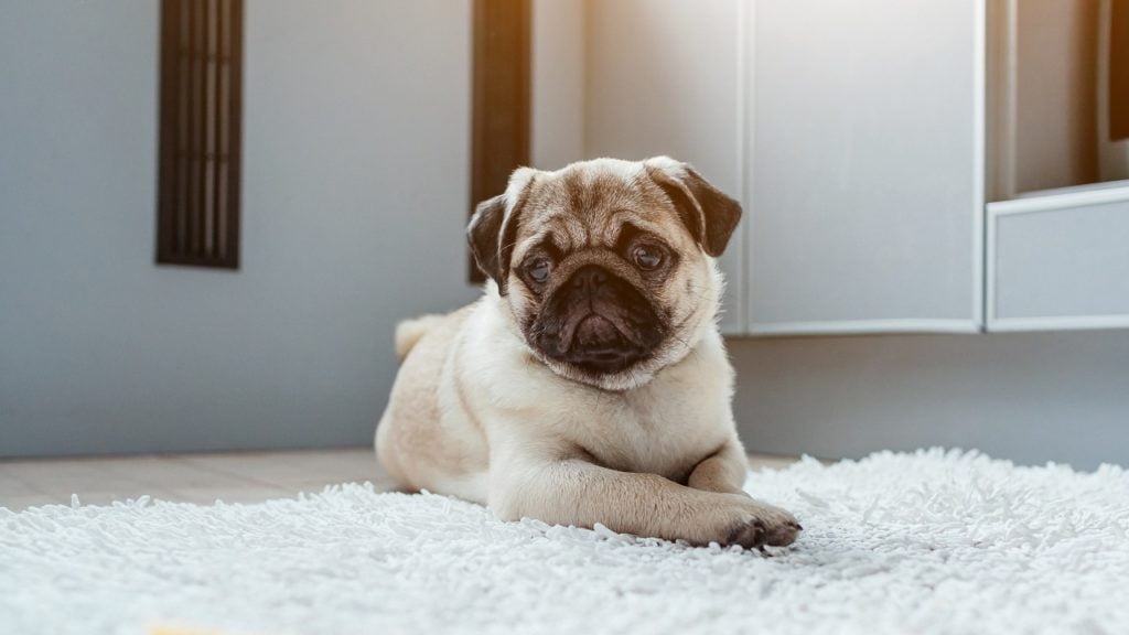 10 alimentos que cachorro não pode comer!