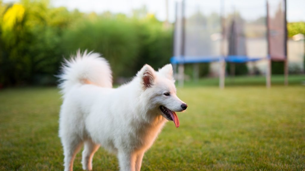 5 dicas para manter seu cachorro saudável!