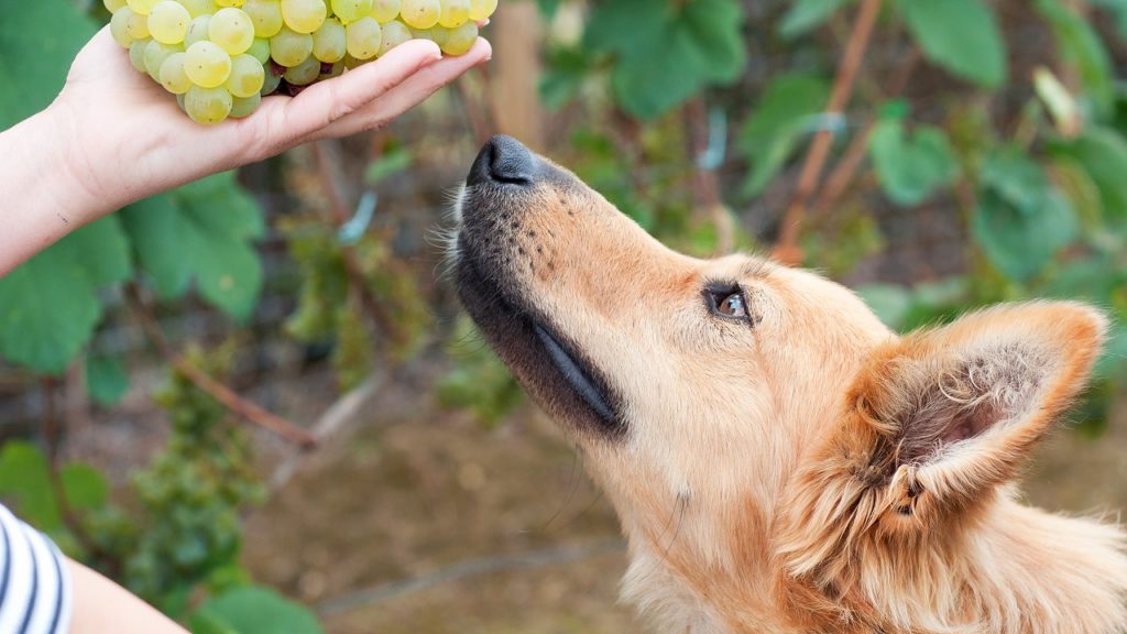 cachorro pode comer uva
