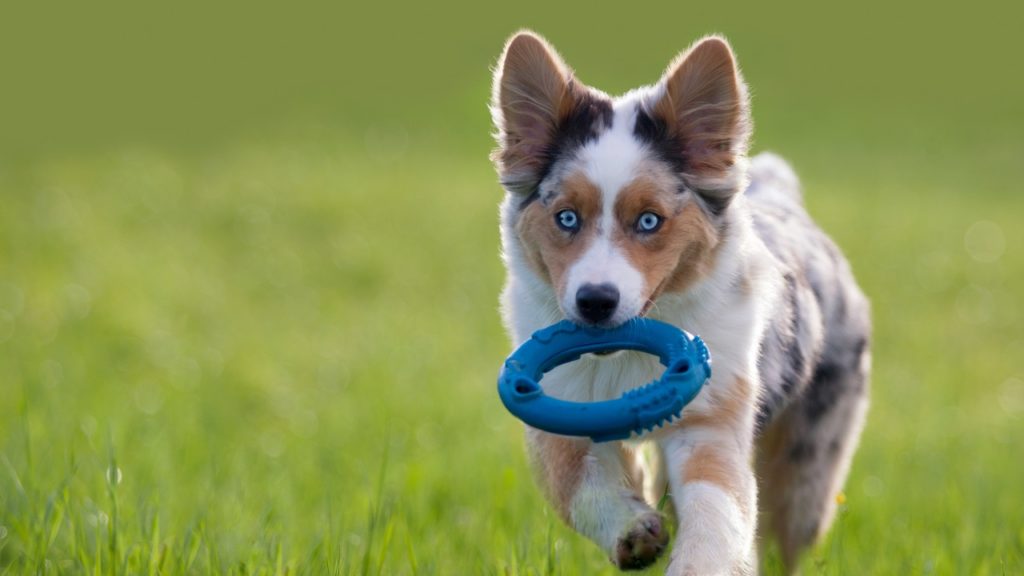 Como educar cachorro: 4 dicas!