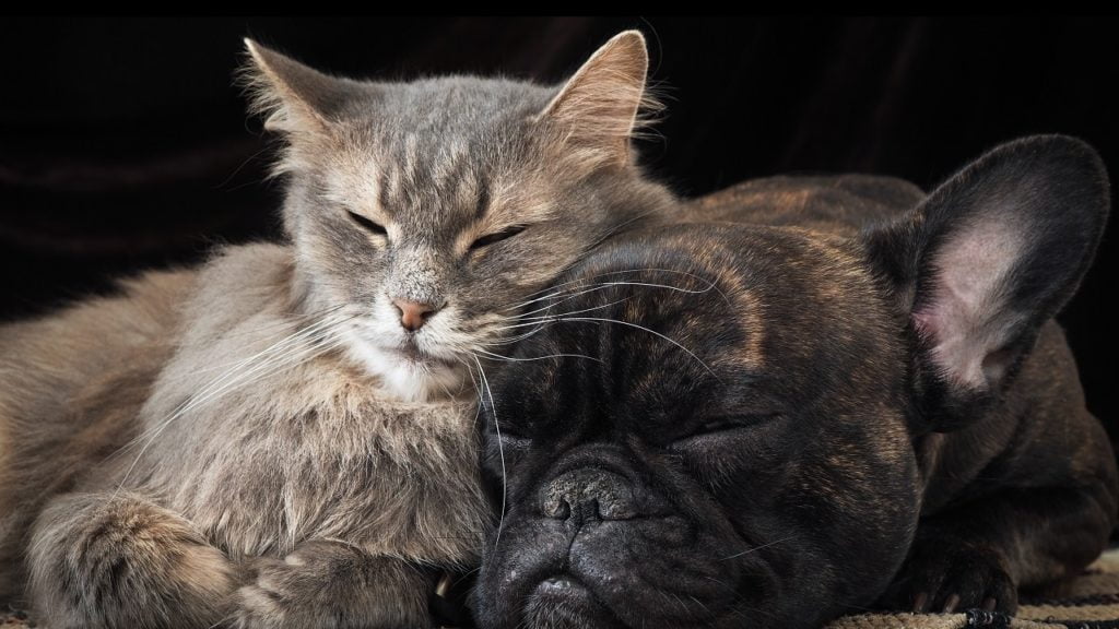Cachorro pode comer ração de gato?