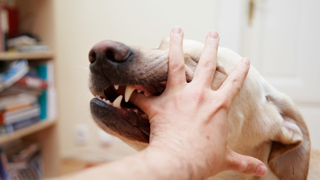 Como fazer meu cachorro parar de morder: 5 dicas!