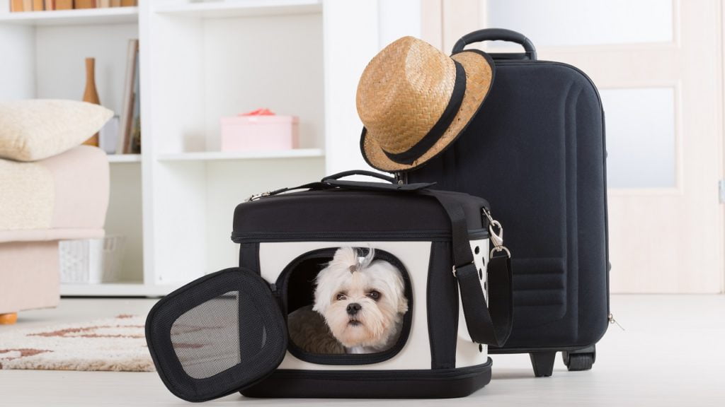 Como transportar cachorro corretamente?