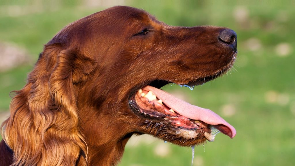 Cachorro babando: por que acontece?