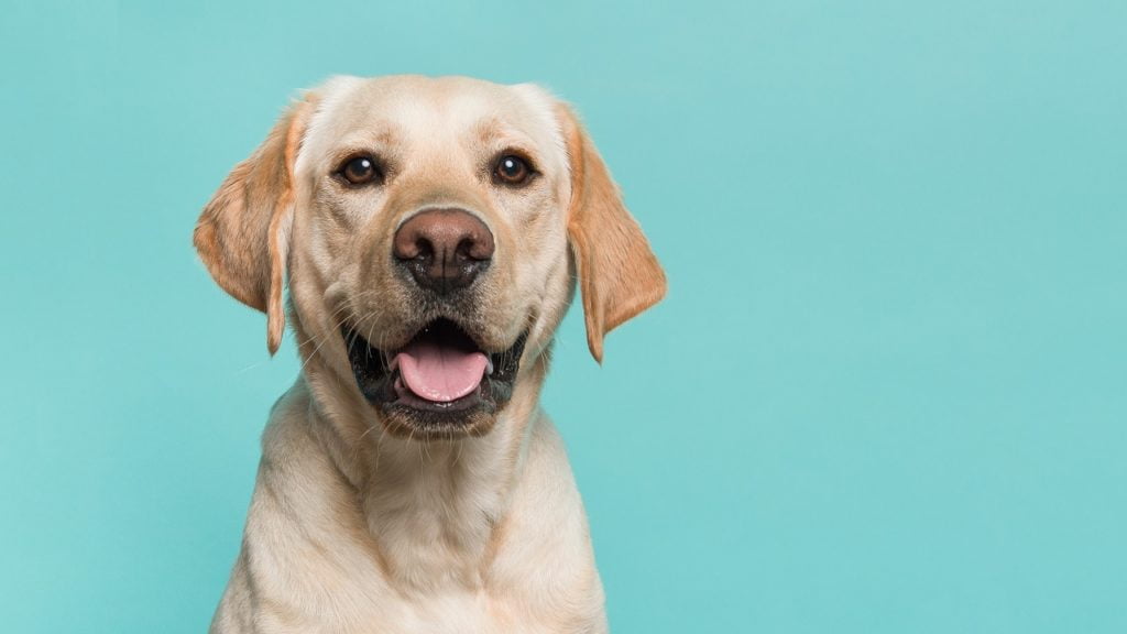 Cachorro tossindo: o que pode ser?