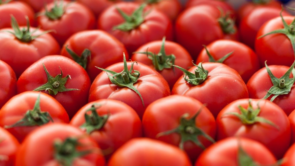 Cachorro pode comer tomate?