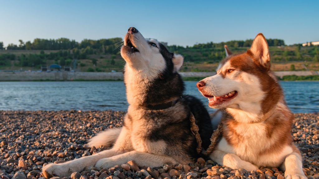 Por que os cães uivam e qual o significado?