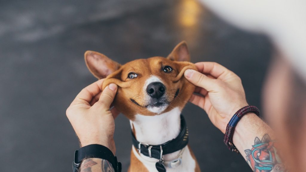 4 dicas para escolher um nome para cachorro!