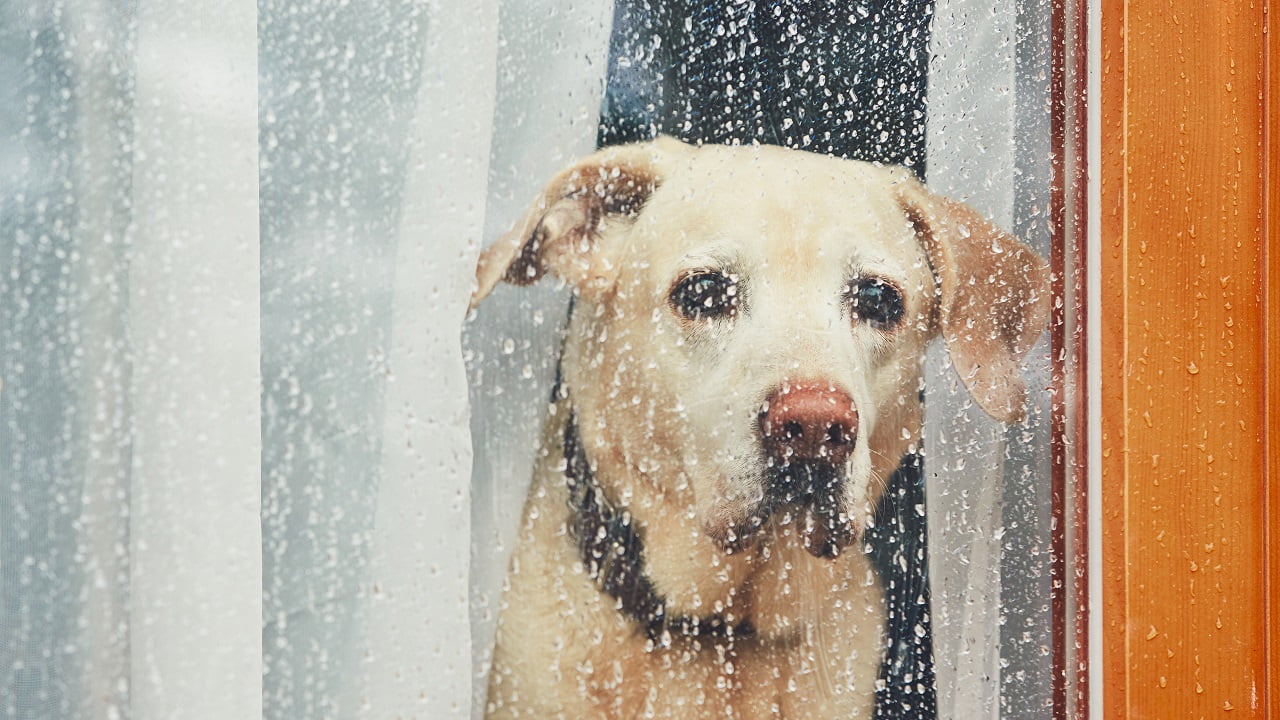 Meu cachorro tem medo de chuva: isso é normal?