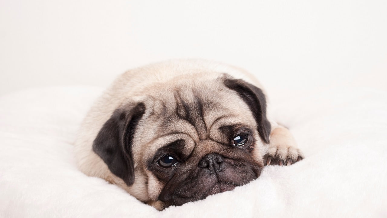 Cachorro chorando: o que pode ser e como resolver?