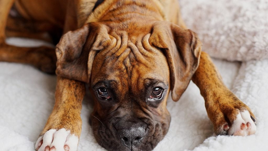 Quais são os sintomas de verme em cachorro?