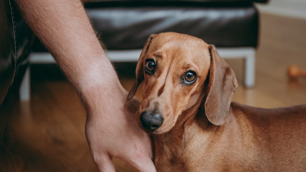 4 razões para não bater no cachorro!