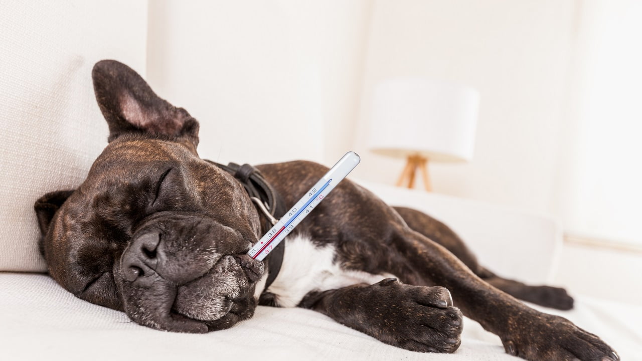 Cachorro com febre: como medir e o que fazer?