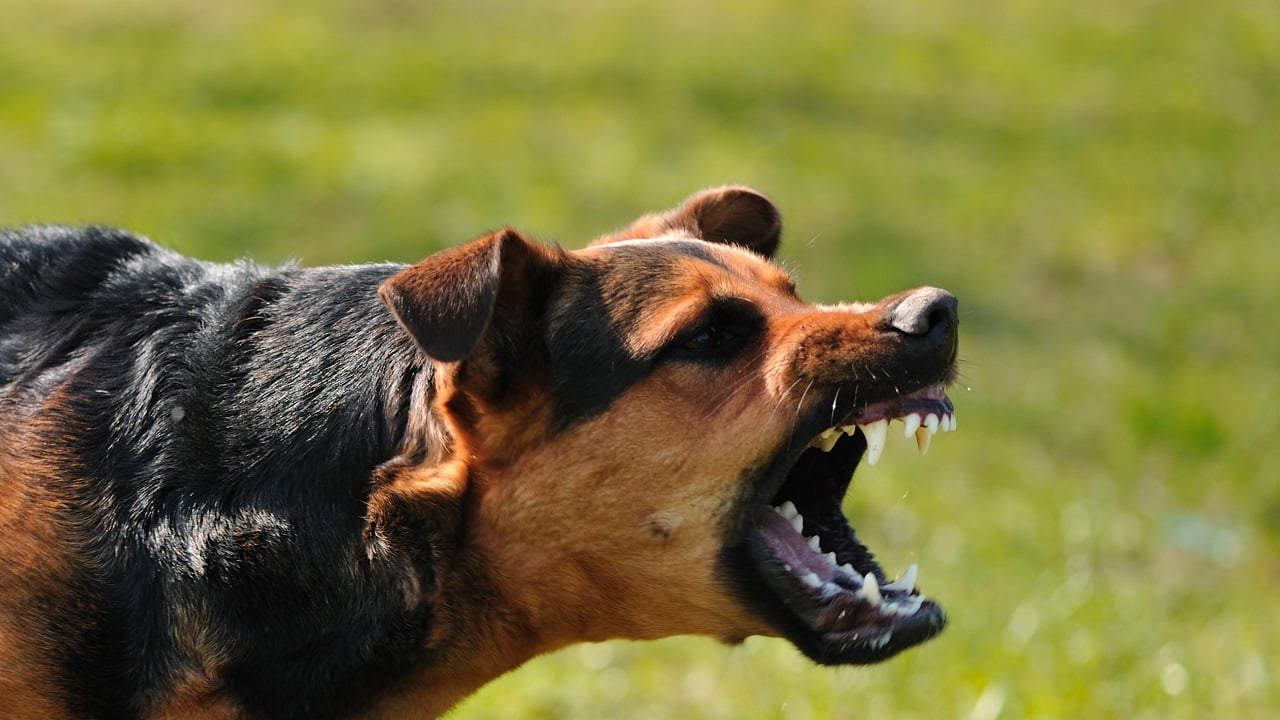 Como cachorro pega raiva e quais são os principais sintomas?