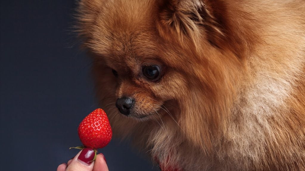 Cachorro pode comer morango?