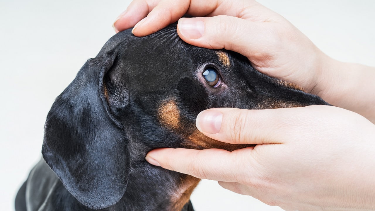 Glaucoma em cães: o que é e como tratar?