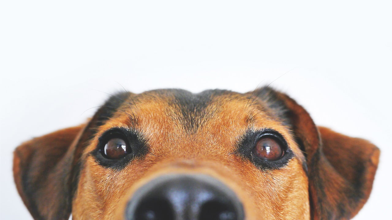 Quais são as doenças de cachorro mais comuns e como evitá-las?
