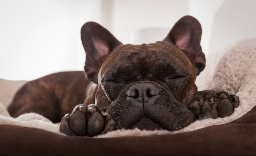 giárdia em cachorro