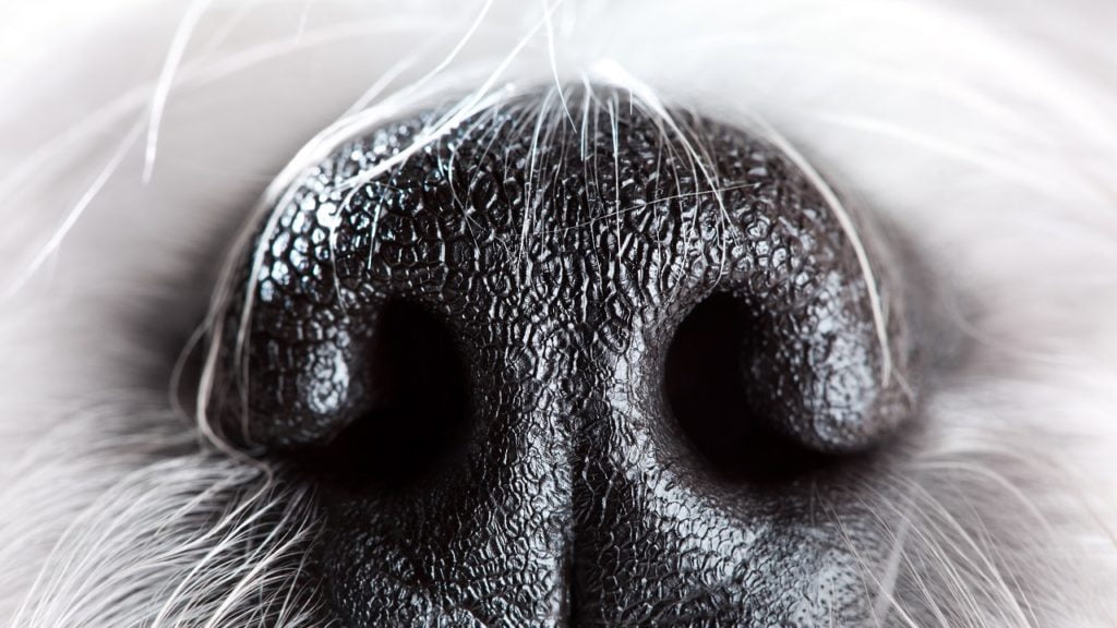 Cachorro soltando muito pelo é normal?