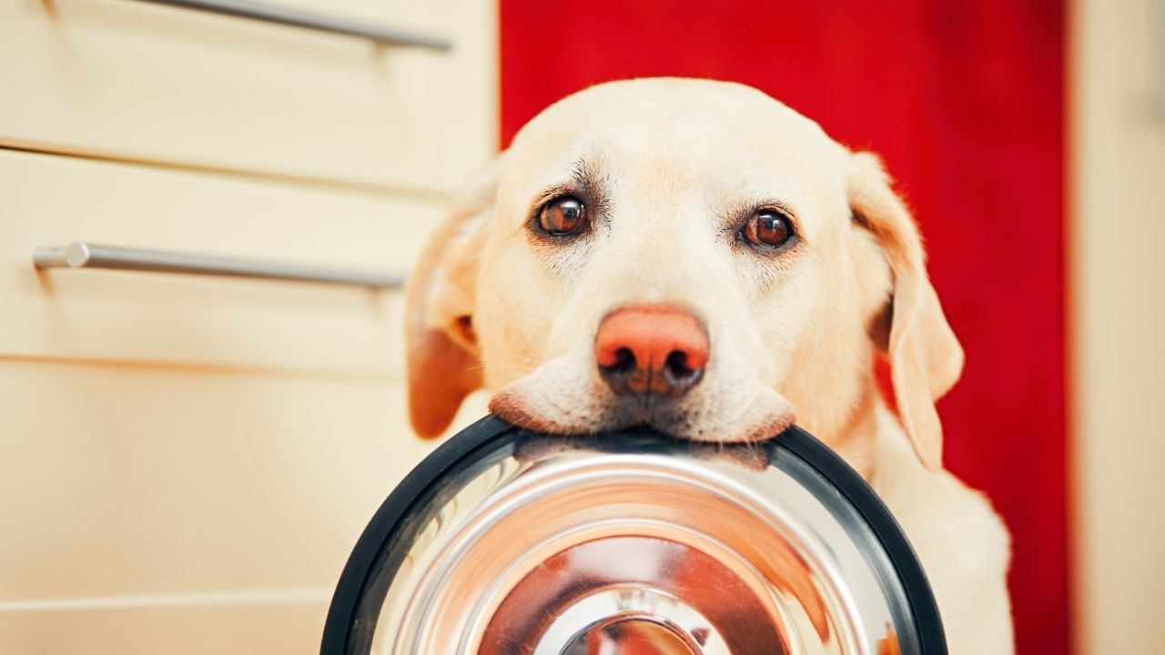 Como alimentar cachorro com doença do carrapato para aumentar as plaquetas?