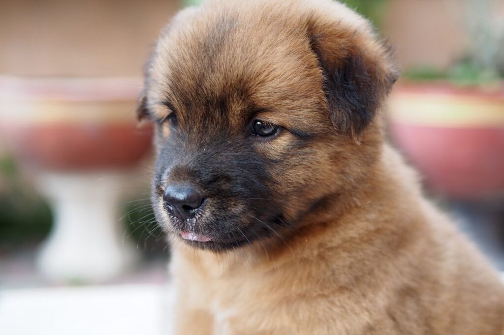 O que é um cachorro híbrido e quais são as raças mais procuradas?