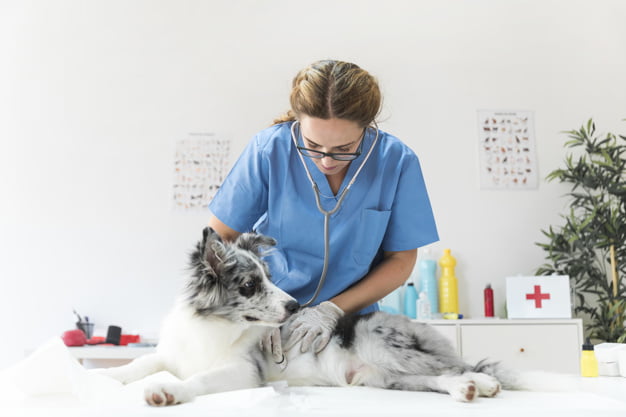 4 doenças de cachorro em humanos: confira quais são as possíveis transmissões