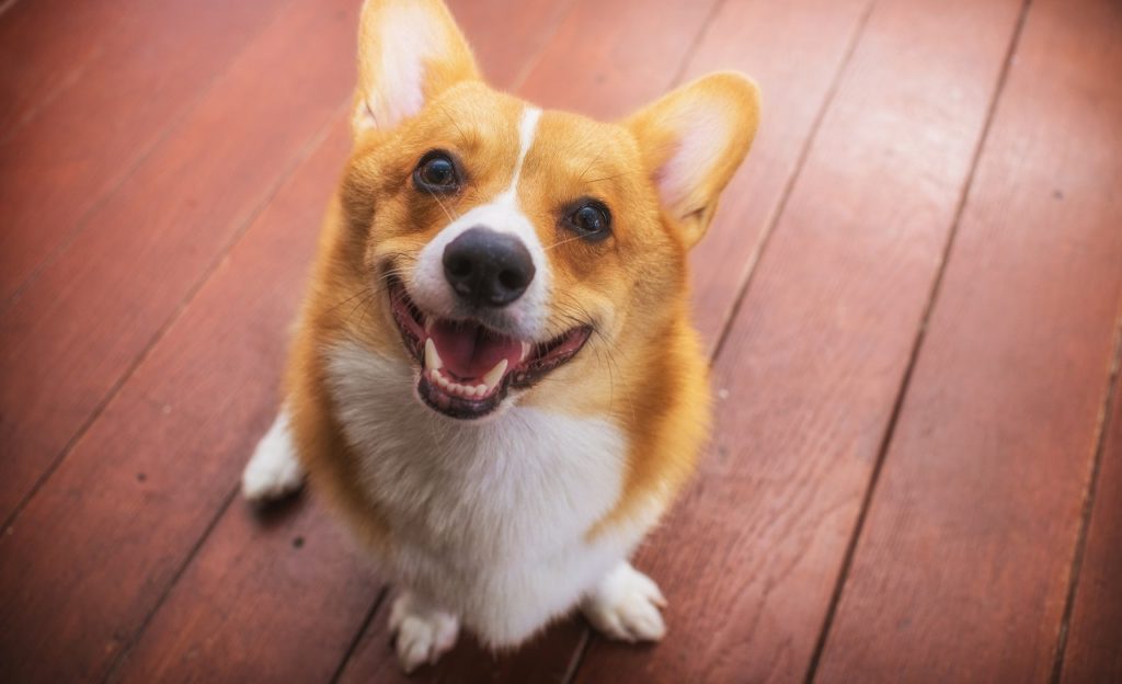 música clássica para acalmar cachorro