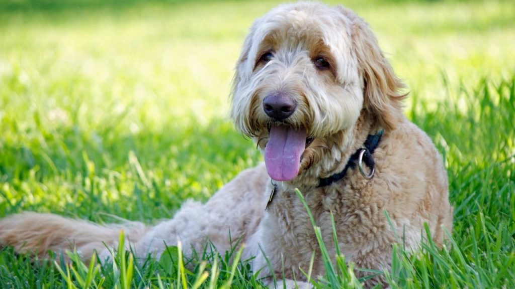 Como limpar a remela nos olhos de cachorro?