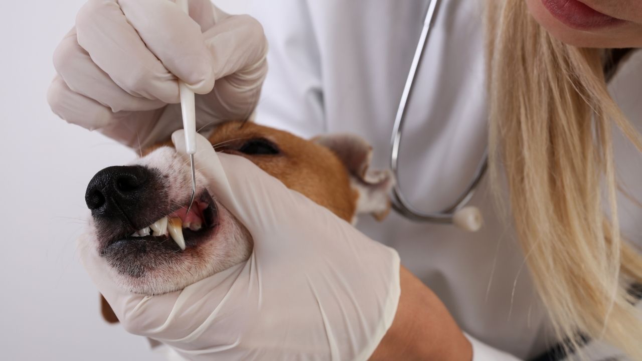 Odontologia canina: entenda a importância da saúde bucal para o bem-estar do seu pet