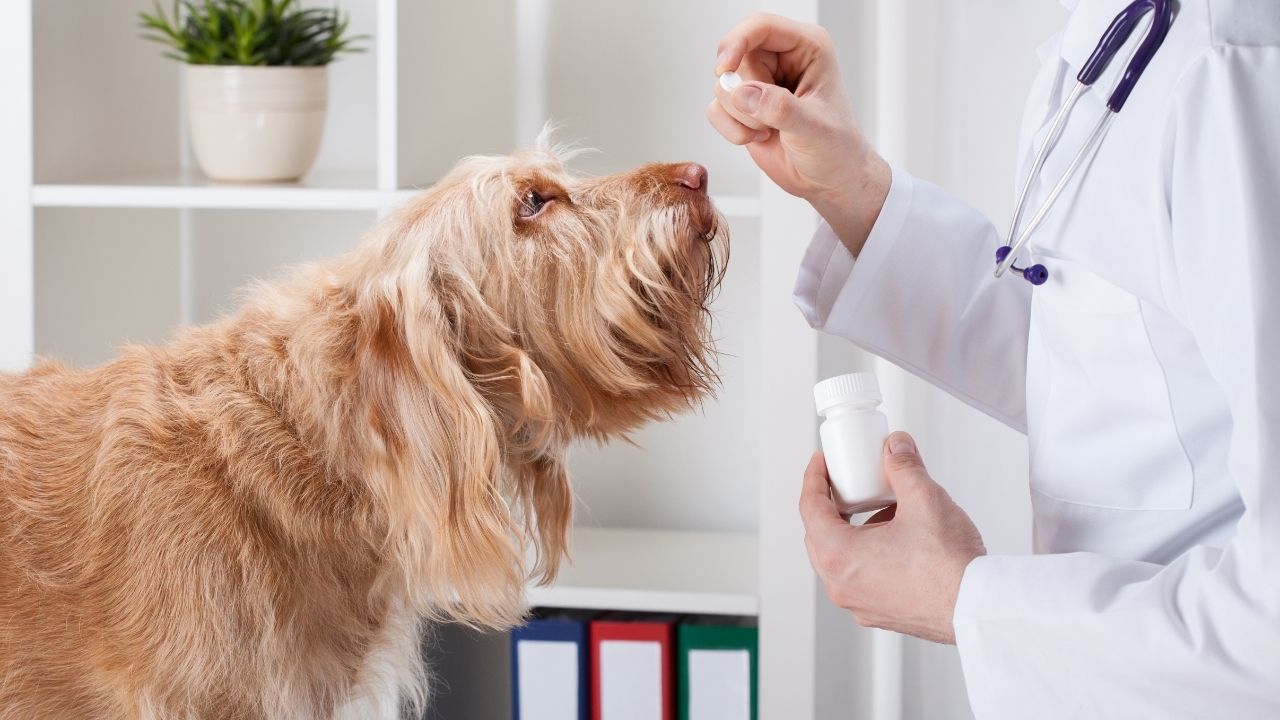 Vale a pena contratar um plano de saúde para cachorro?