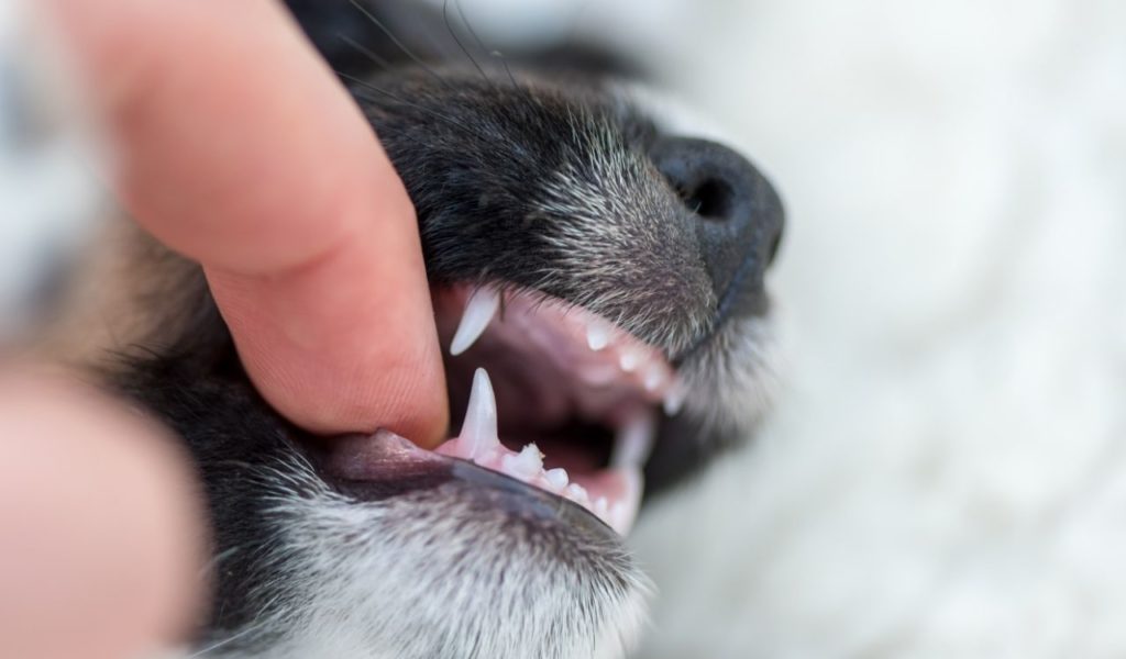 5 razões para não deixar de levar seu pet no dentista