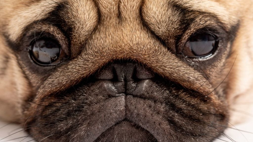 Intoxicação alimentar em cachorro: como identificar e o que fazer?