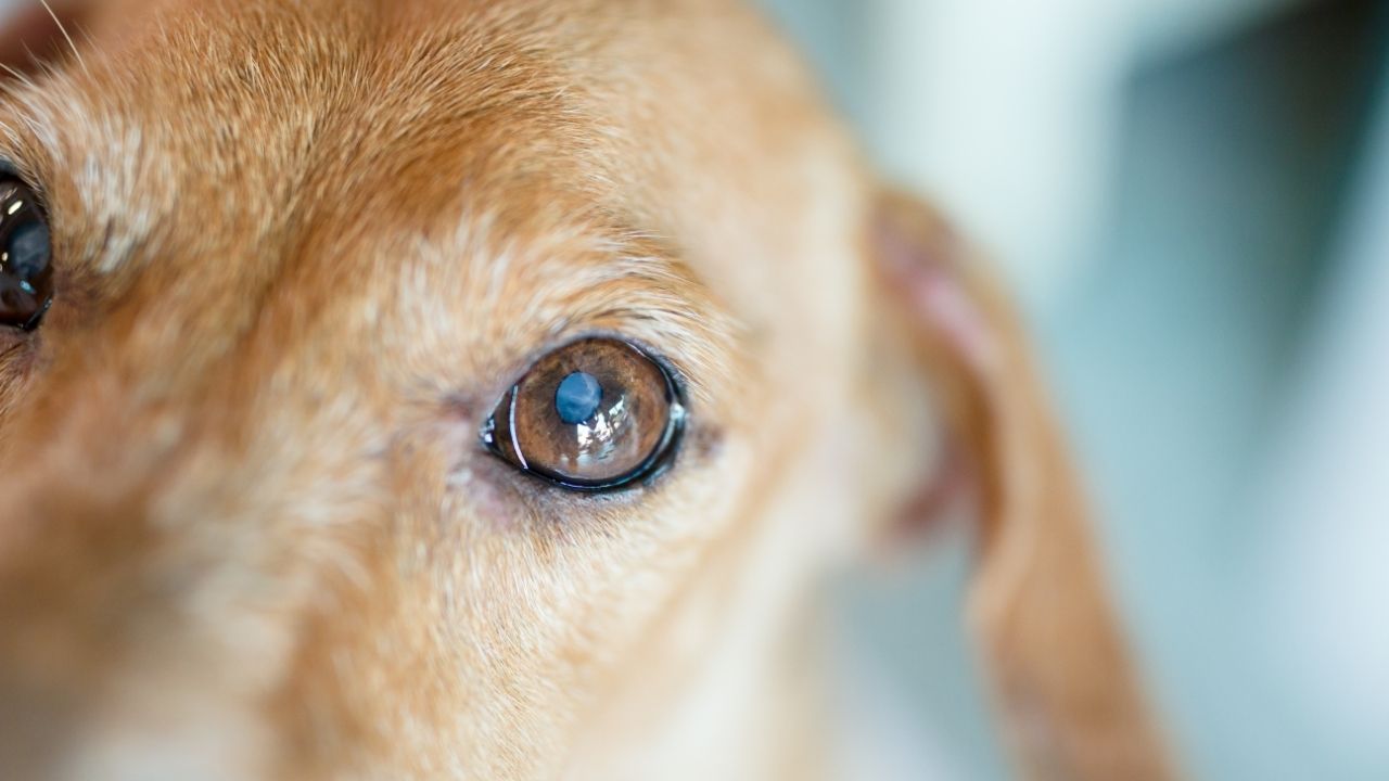 Como limpar a remela nos olhos de cachorro?