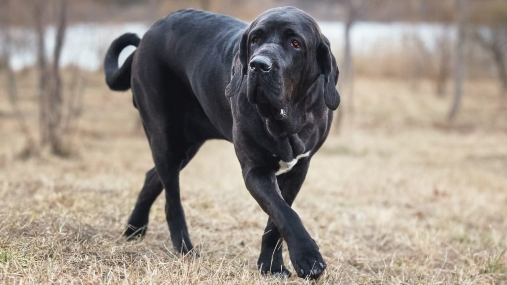 5 raças de cachorros brasileiros