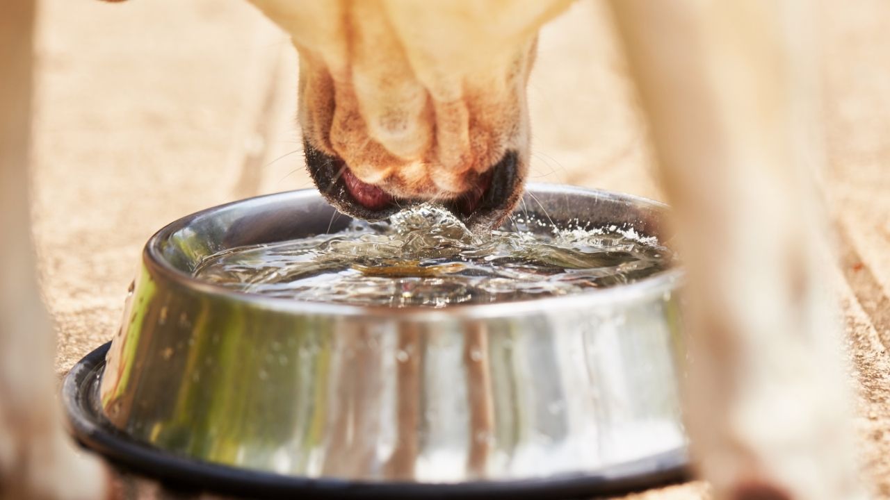 Cachorro bebendo muita água: é preciso se preocupar?