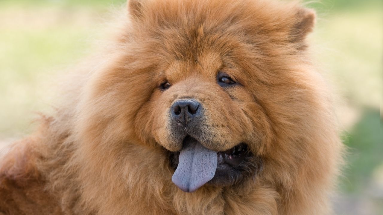 Cachorro com a língua azul: qual é a raça e por que isso ocorre?