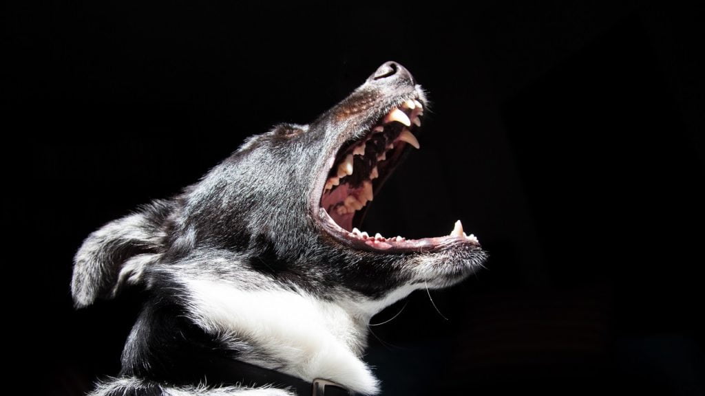Cachorro chorando à noite: o que fazer?