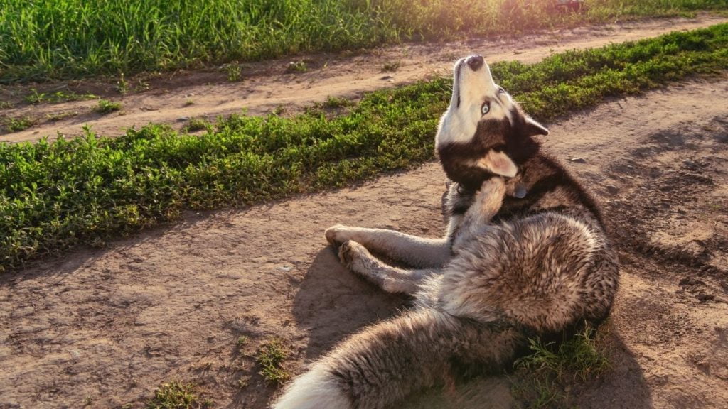 O que causa e como tratar a caspa canina?