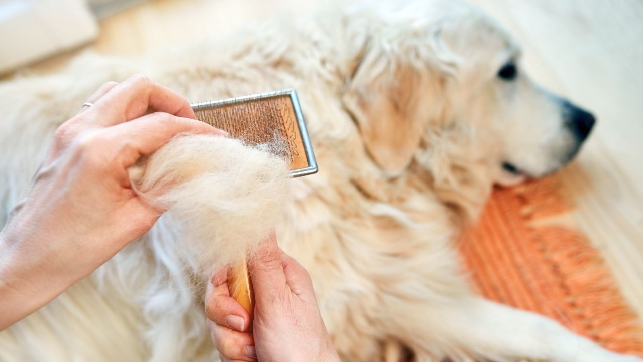 Rotina de higiene para cachorro: saiba como criar uma