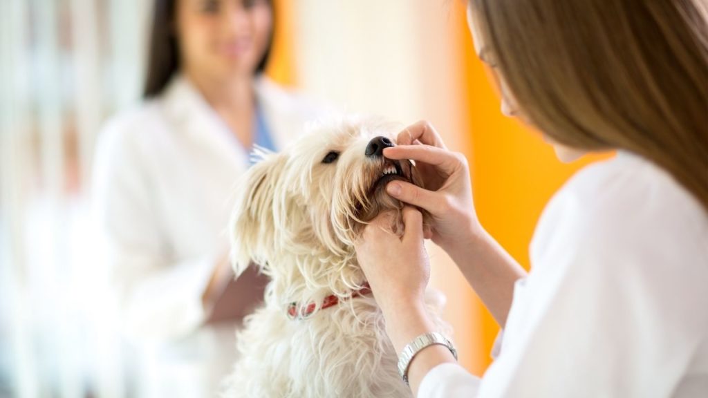 Saiba cuidar dos dentes e da saúde bucal canina