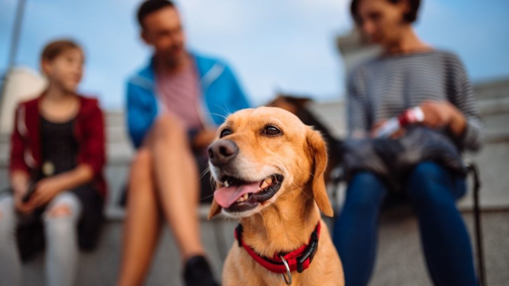 4 razões para adotar um cachorro ao invés de comprar!