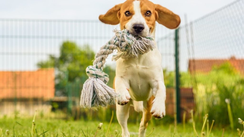 Brinquedo para cachorro caseiro_ 5 opções!